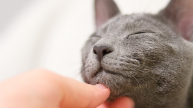 Hypoalergenní kočky neexistují. Alergici se ale vzdávat nemusí