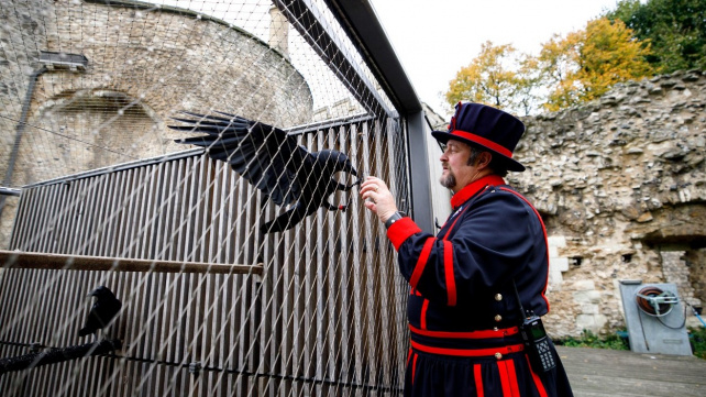 Padne Británie? Uhynul jeden z havranů v Toweru