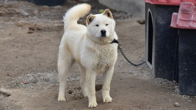 Korejský jindo - věrný přítel s nezkrotnou duší