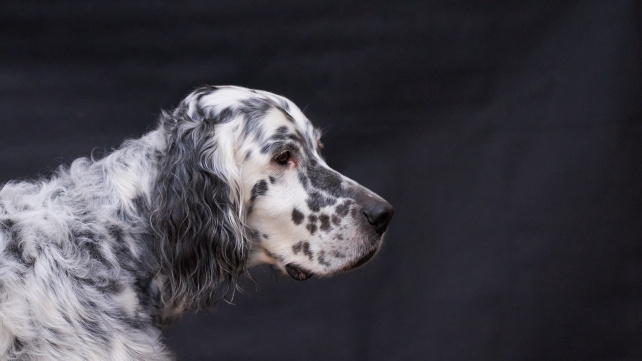 Elegantní psí gentleman vždy připravený k lovu