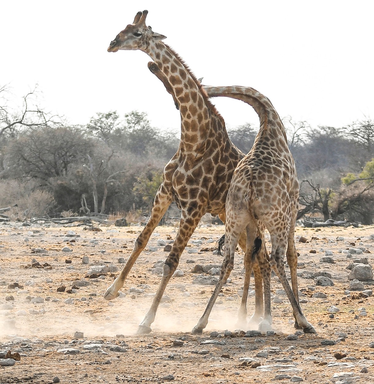 Souboj žiraf