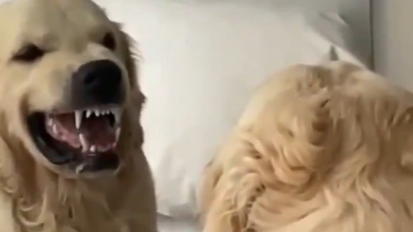 Psí dobrák si musí cenění zubů trénovat před zrcadlem