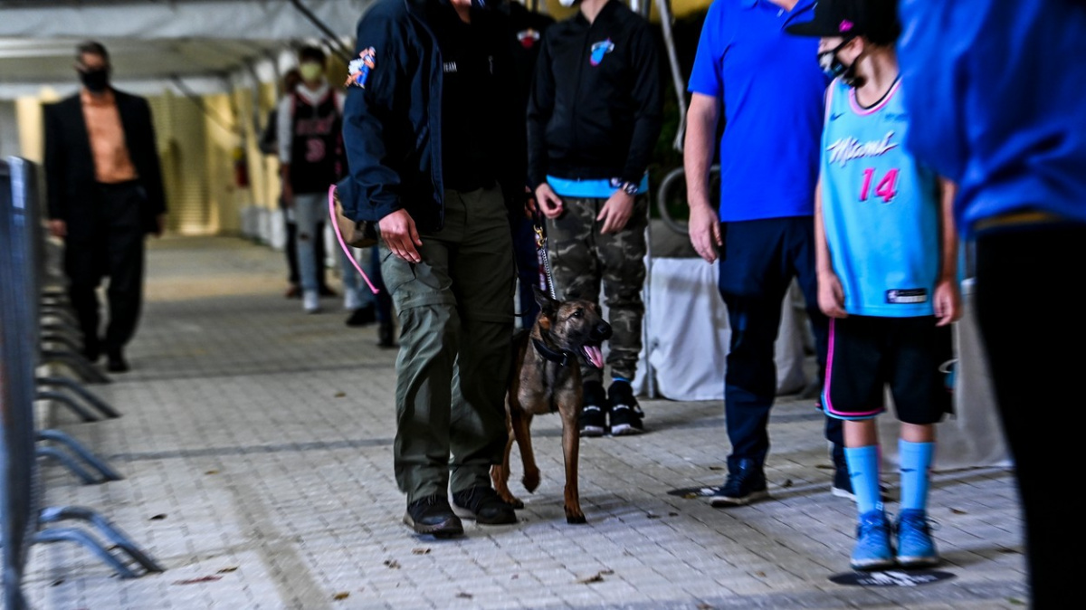Na stadionu v Miami testují diváky 'anticovidoví psi'