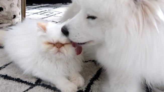 Naštvaná kočka a vysmátý pes: Internetové celebrity a hlavně nerozluční přátelé