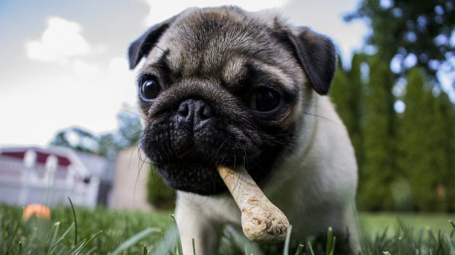 Psi a kosti: Zapomeňte na vařené a zvěřinu, mohou psa zabít