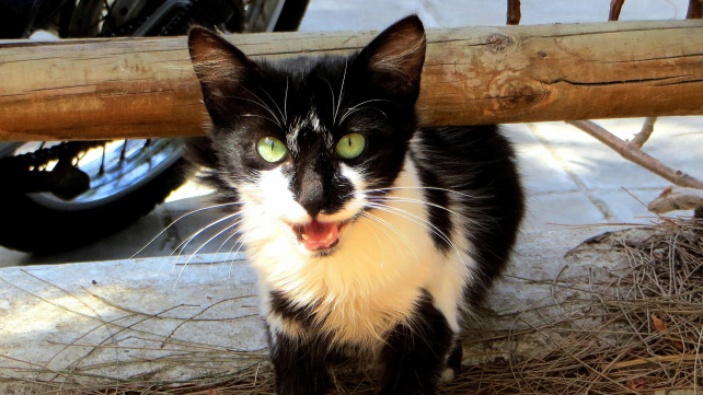 Zachráněný kocourek se ujal potulného kotěte a dal mu domov