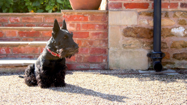 Skotský teriér: Hravý psík s duší drsného skotského horala