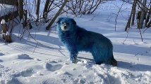 Modří psi