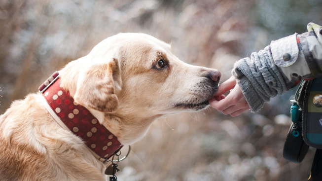 Život s hluchým psem je výzvou, které se není třeba bát
