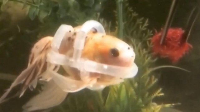 Zlatá rybka nemohla kvůli nemoci plavat. Dostala speciální plovací vestu