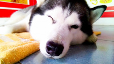 Nehlídací husky