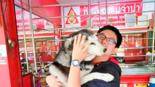 Nehlídací husky