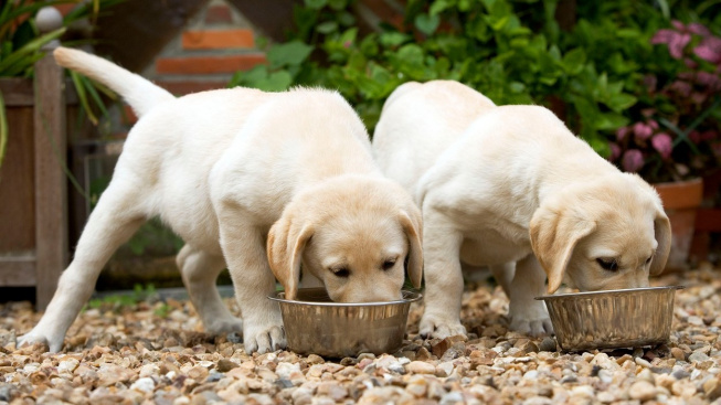 Jak často umývat psí a kočičí misky?
