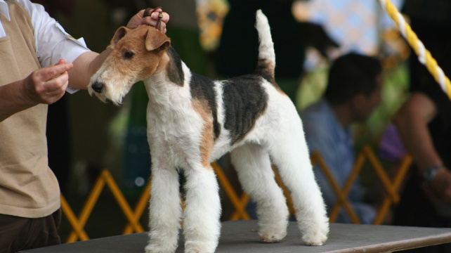 Drsnosrstý foxteriér - plemeno, které proslavila Čapkova Dášenka