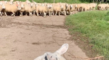 Ovce, co si myslí, že je pes