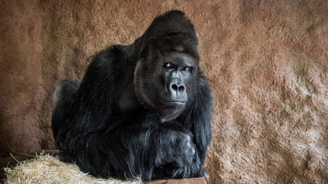 Gorilák Richard z pražské zoo má koronavirus, nemocní jsou i dva lvi