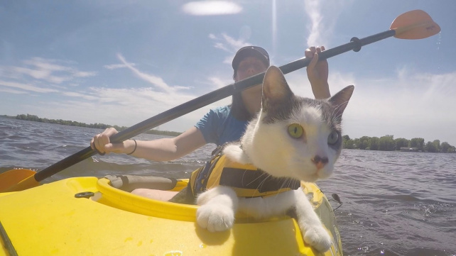 OBRAZEM: Odvážný kocourek se dobrodružství nebojí. A to ani na vodě