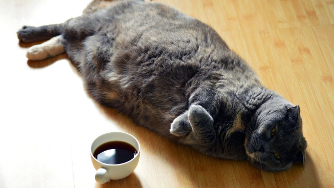 Kočičí obezita: Rady pro hubnutí