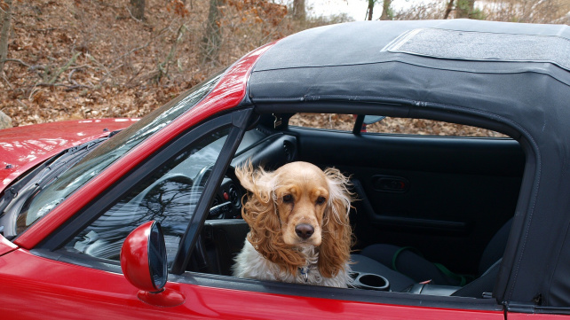 Jak na cestovní nevolnost u psů