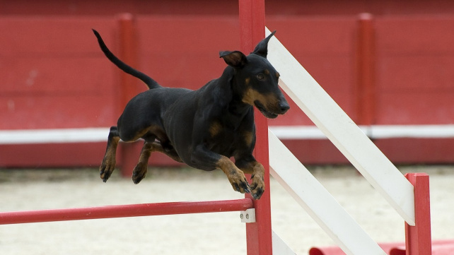 'Teriér anglického gentlemana', který vzešel z krvavé pouliční zábavy