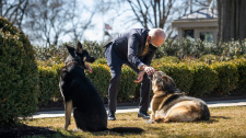 Bidenovi psi