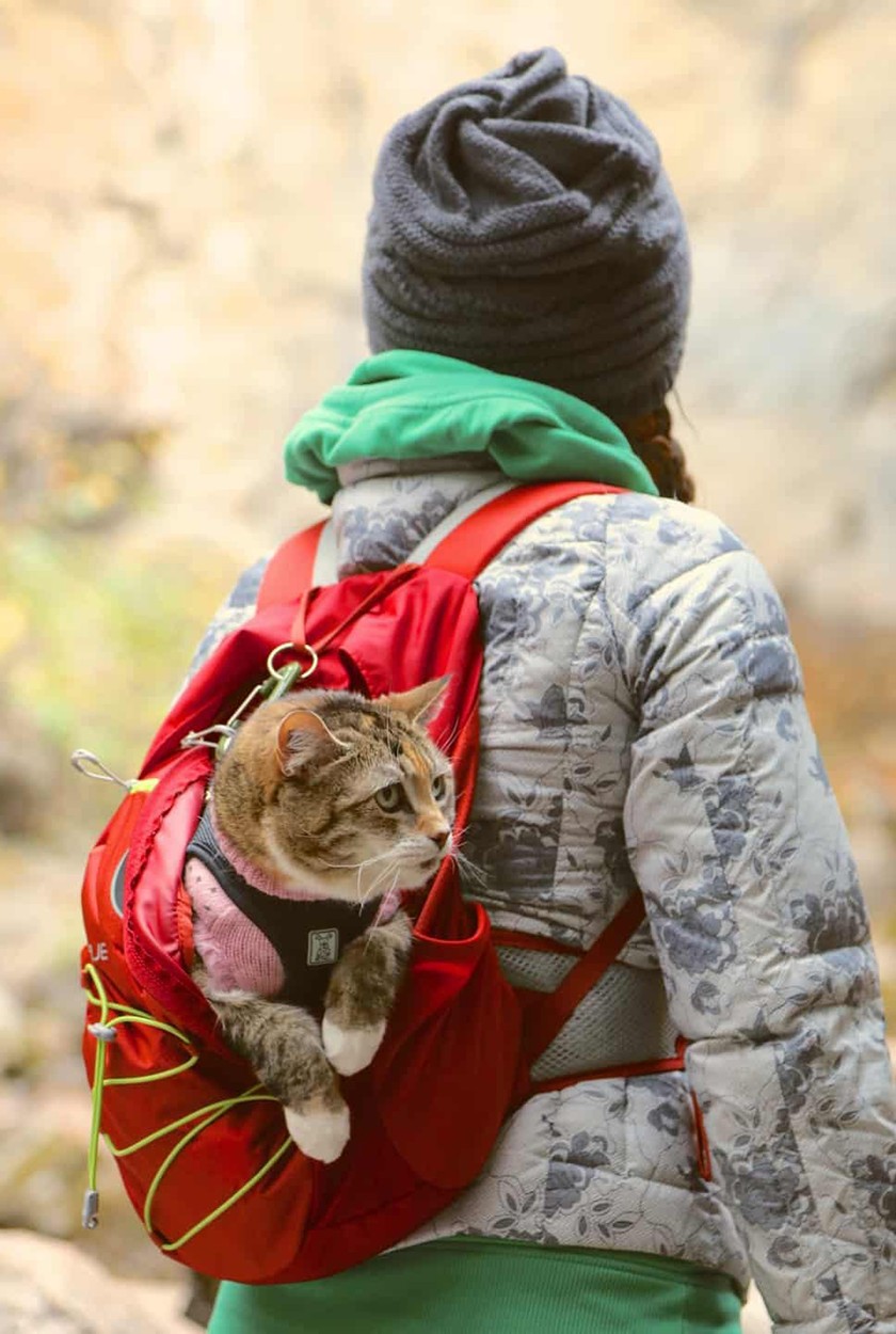 Kočičí cestovatelky
