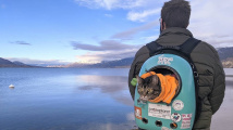 Kočičí cestovatelky