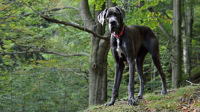 Velcí psi jsou náchylnější k rakovině kostí