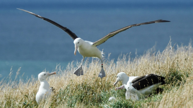 VIDEO: Trapas nešikovného ptáka už viděl 'celý' svět