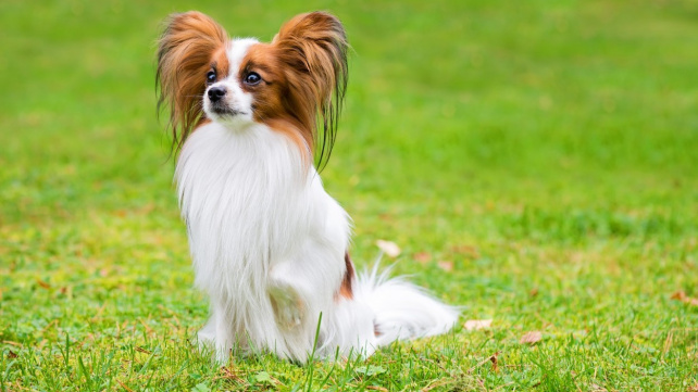 Papillon - půvabný a hravý psí motýlek