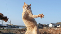 Kočičí tanečnice
