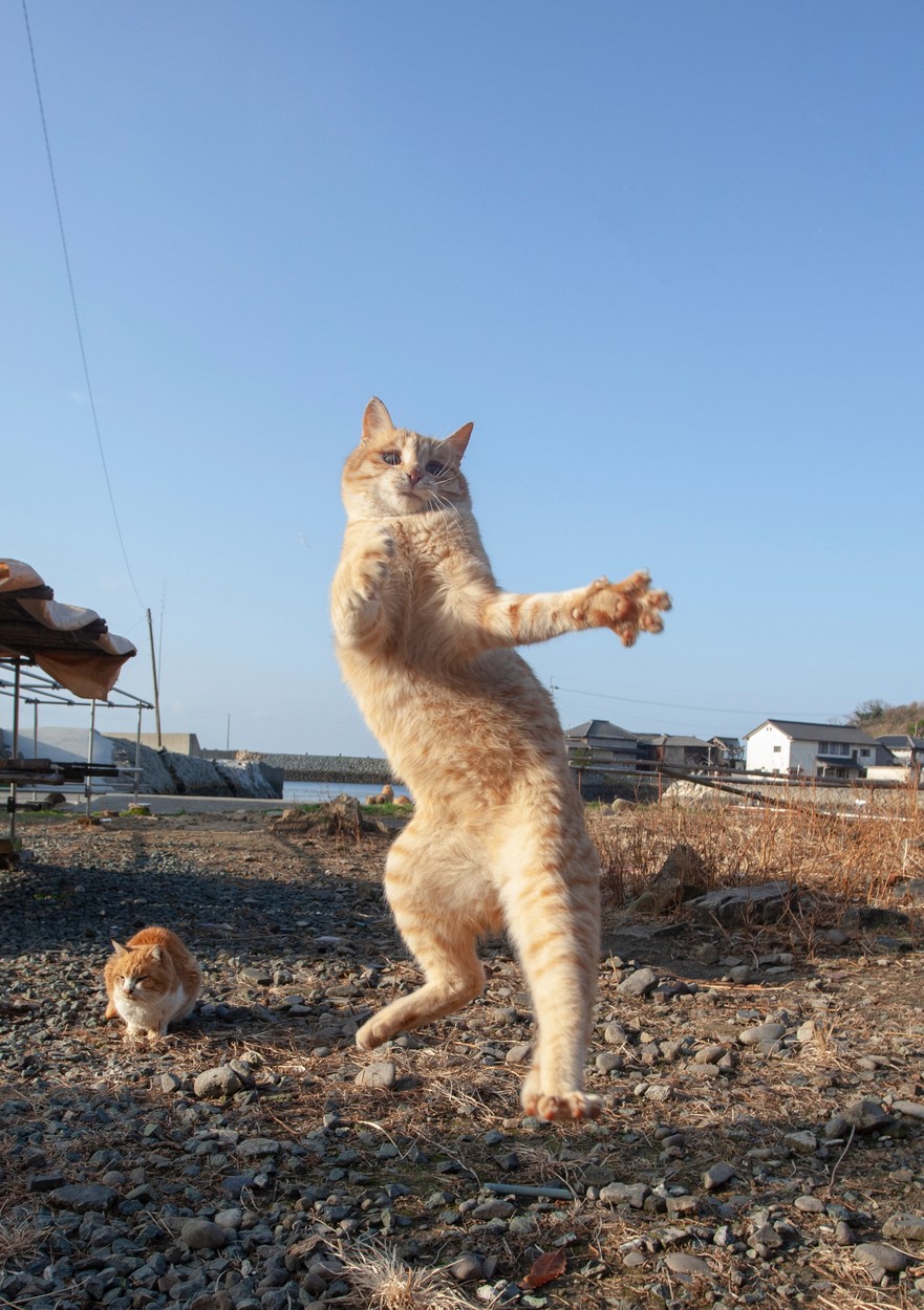 Kočičí tanečnice