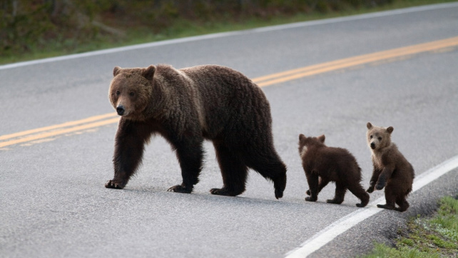 VIDEO: Neobvyklé trable čtyřnásobné medvědí mámy