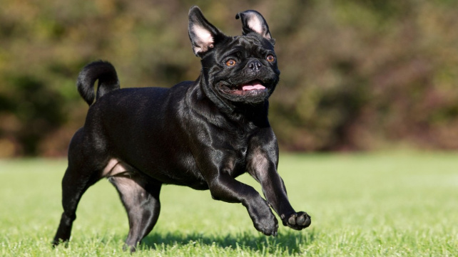 Proč psům a kočkám někdy přeskočí a běhají jako šílení?