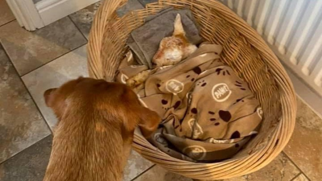 Jehně přežilo těžký příchod na svět díky starostlivé péči 'psí chůvy'