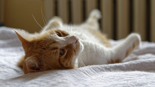 Proč kočka močí do vaší postele?