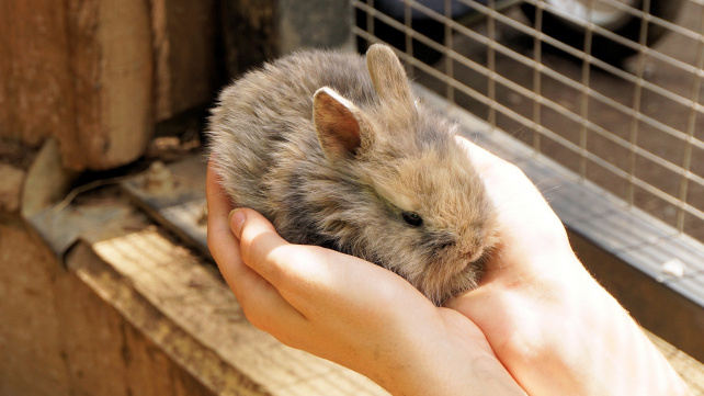 Domestikace dramaticky proměnila králičí mozek