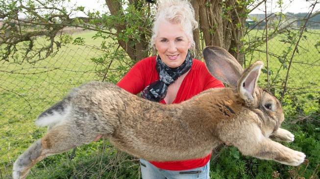 Největšího králíka na světě ukradli přímo z výběhu na zahradě