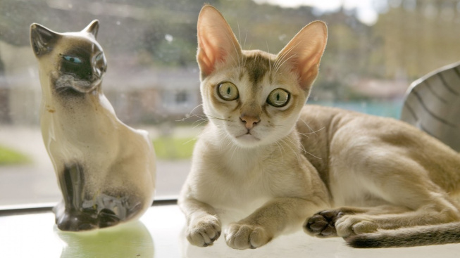Singapurská kočka - roztomilé  plemeno, u jehož zrodu možná stál velký podvod