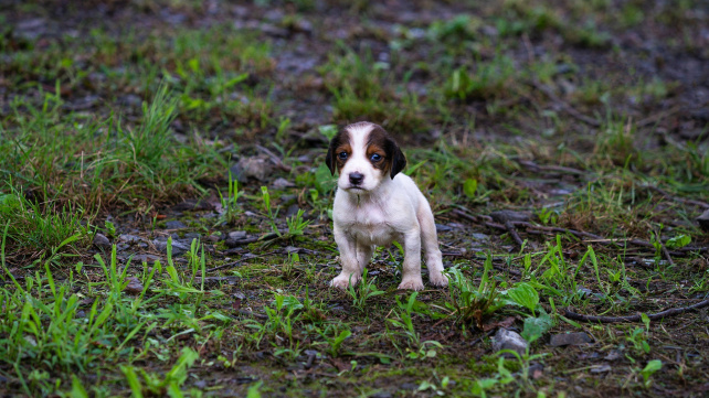 Nejčastější důvody, proč štěňata pláčou