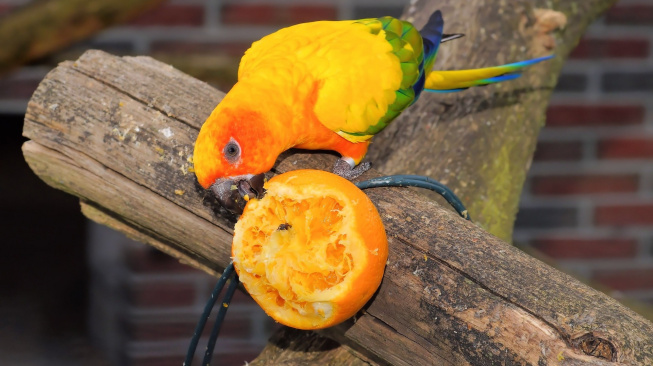 Jídelníček složený pouze ze semen papouškům škodí
