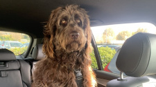 Psí Chewbacca