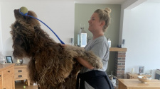 Psí Chewbacca