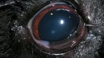 Pes, který slintá z očí