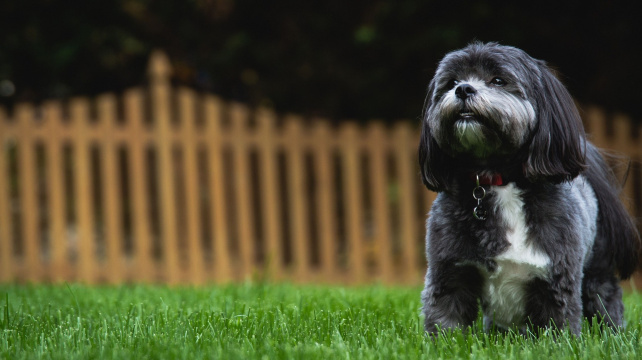 Shih-tzu - oblíbený asijský lvíček vhodný k dětem i do bytu