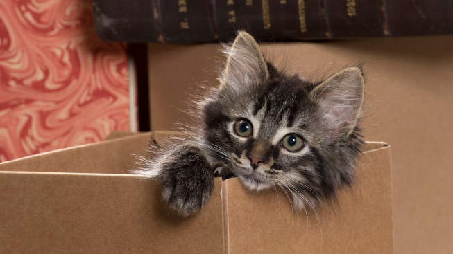 Kočky milují krabice. I ty jen namalované na koberci