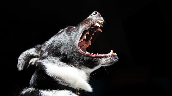 Psí dech vonící jako mentolka? Vědci vytvořili kmen bakterií proti zápachu ze psích úst