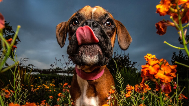 Psi v květinové záplavě: Fotografka vytvořila unikátní sérii psích portrétů