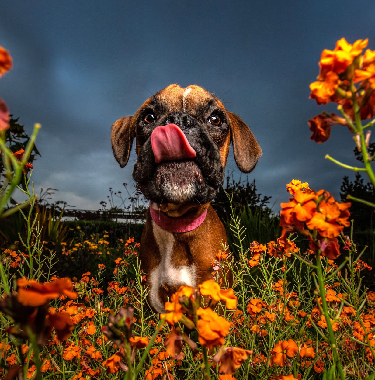 Psi v květinách