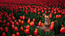 Psi v květinách